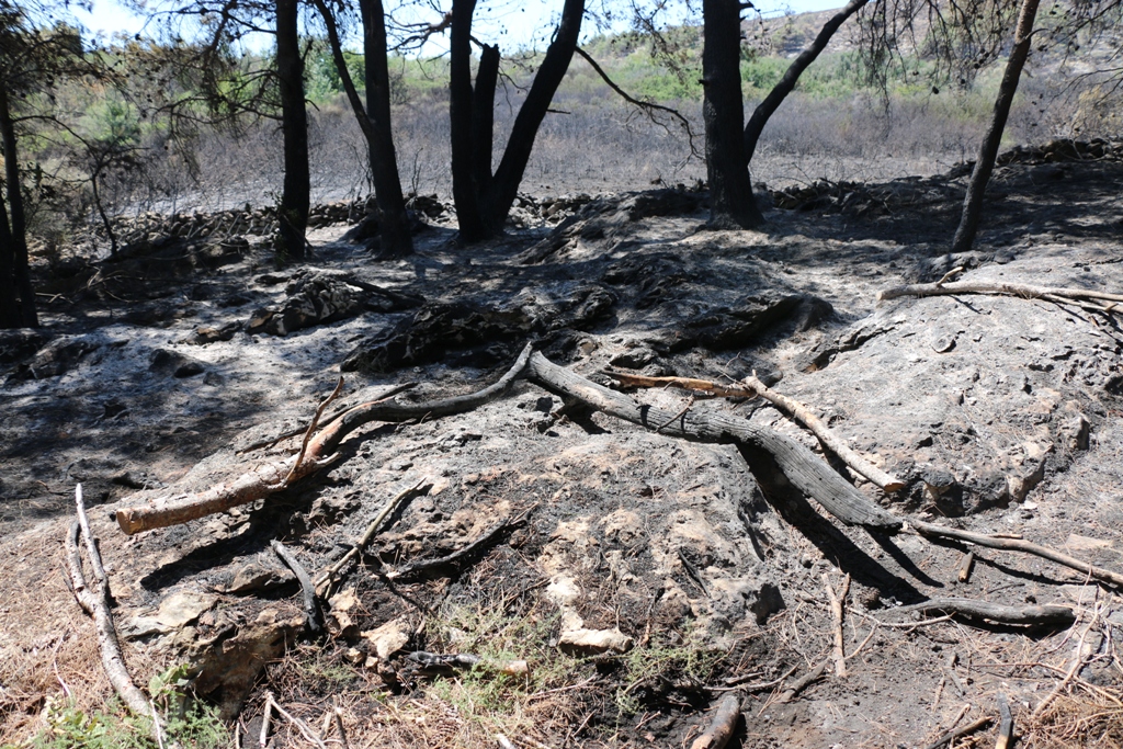 Vir: Požar u Lozicama u potpunosti ugašen Vir: Požar u Lozicama u potpunosti ugašen