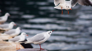 Zadarski galebovi (foto:Saša Čuka)