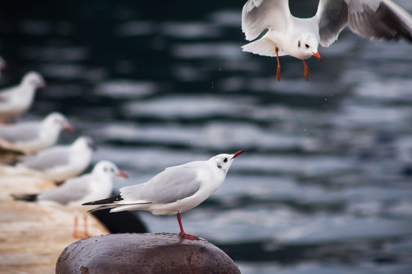 Zadarski galebovi (foto:Saša Čuka)