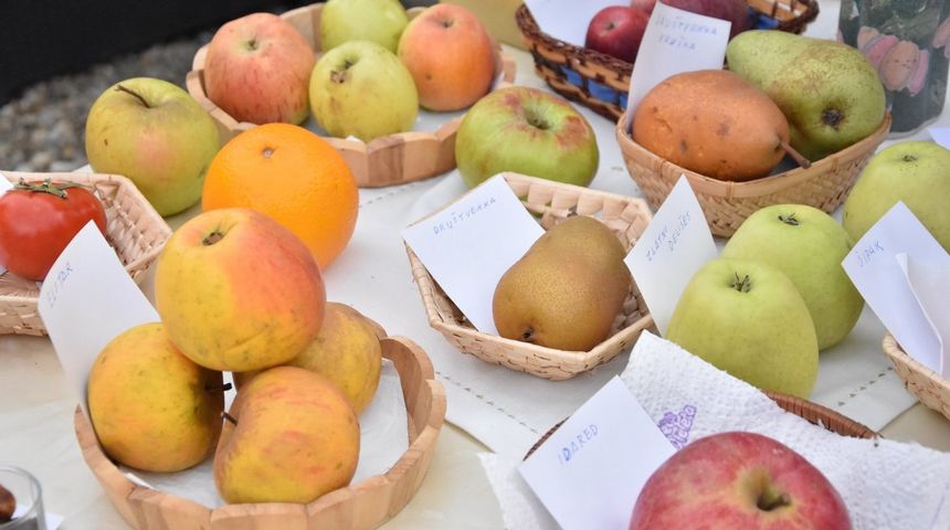 FOTO Ukusne i zdrave jabuke, zakuska i zabavni program za posjetitelje Izložbe starih i novijih sorti jabuka FOTO Ukusne i zdrave jabuke, zakuska i zabavni program za posjetitelje Izložbe starih i novijih sorti jabuka