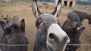 Farma magaraca u okolici Tribunja.