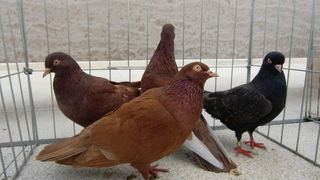 Izložba golubova na Poljani Ivana Pavla II. Izložba golubova na Poljani Ivana Pavla II.