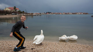 Labudovi u Bibinjama 10. siječnja 2013, Foto: Leo Banić