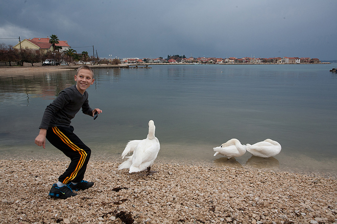 Labudovi u Bibinjama 10. siječnja 2013, Foto: Leo Banić