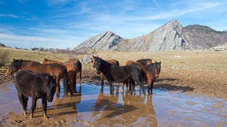Libinje: Velebitski divlji konji, Foto: Leo Banić