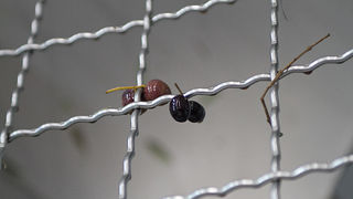 Večer u uljari, Foto: Leo Banić