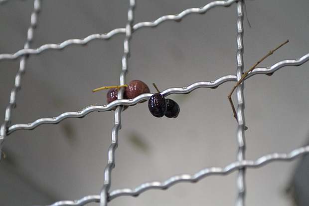 Večer u uljari, Foto: Leo Banić