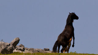 Divlji konji Velebita, foto: Leo Banic