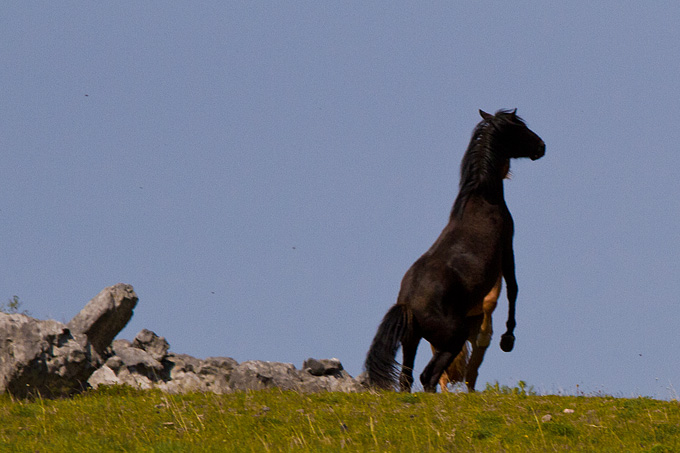 Divlji konji Velebita, foto: Leo Banic