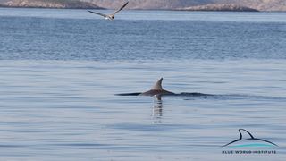 Razigrani dupini na Kornatima i kod Dugog otoka
