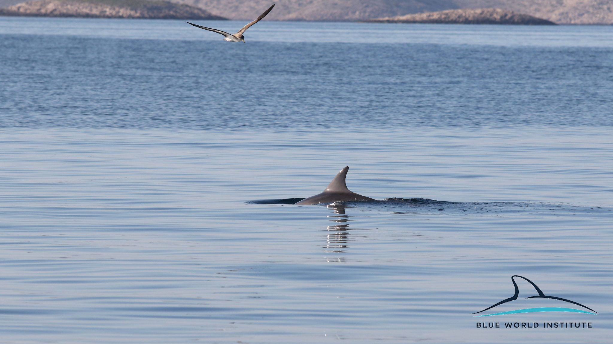 Razigrani dupini na Kornatima i kod Dugog otoka