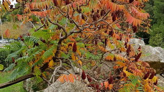 Boje zadarske jeseni. Foto: Mladen Malik