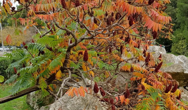 Boje zadarske jeseni. Foto: Mladen Malik