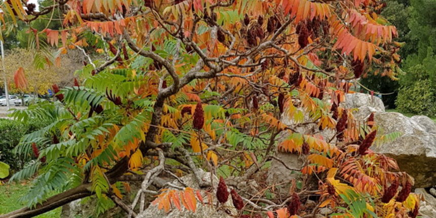 Boje zadarske jeseni. Foto: Mladen Malik
