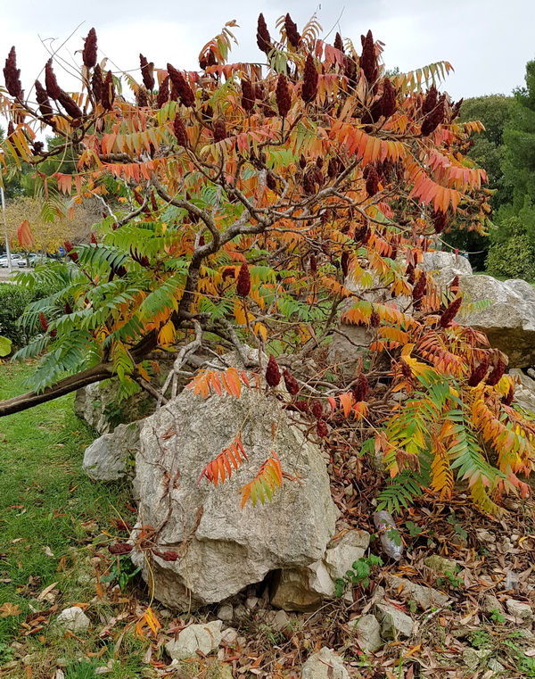 Boje zadarske jeseni. Foto: Mladen Malik