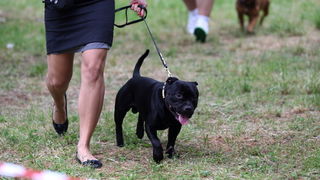 Zadar, 020513.  
Kamp na zadarskom predjelu Borik. 13. po redu medjunarodna izlozba pasa CACIB Zadar dog show 2013. 
Foto: Jure Miskovic / CROPIX