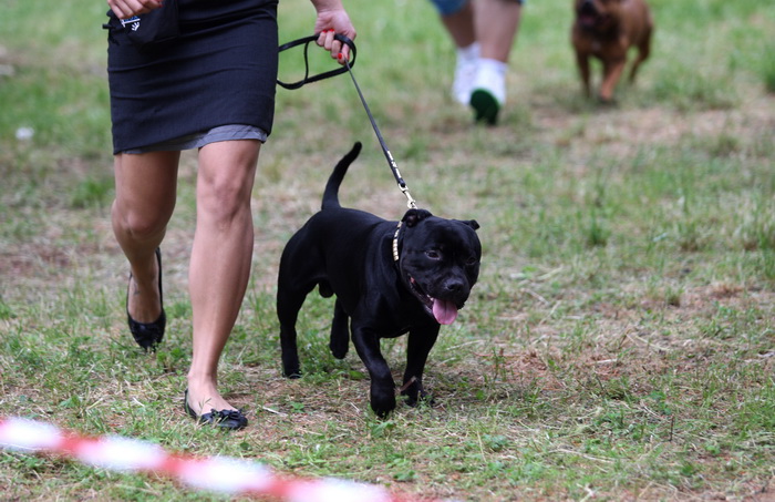 Zadar, 020513.  
Kamp na zadarskom predjelu Borik. 13. po redu medjunarodna izlozba pasa CACIB Zadar dog show 2013. 
Foto: Jure Miskovic / CROPIX