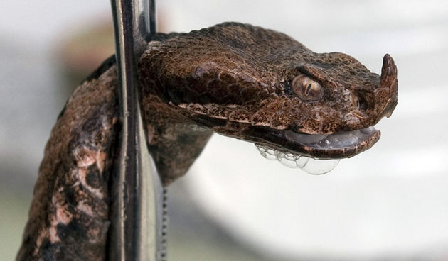 Poskok (foto: CROPIX)