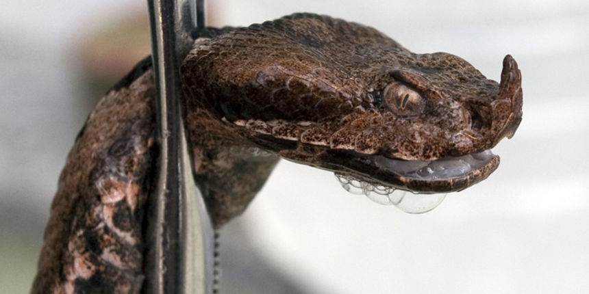 Poskok (foto: CROPIX) Poskok (foto: CROPIX)