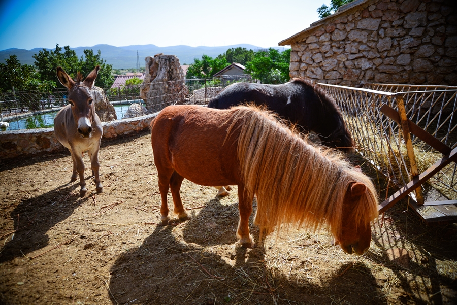 Zaton Obrovački: ZOO s egzotičnim i domaćim životinjama Zaton Obrovački: ZOO s egzotičnim i domaćim životinjama