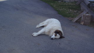 OLYMPUS DIGITAL CAMERA OLYMPUS DIGITAL CAMERA