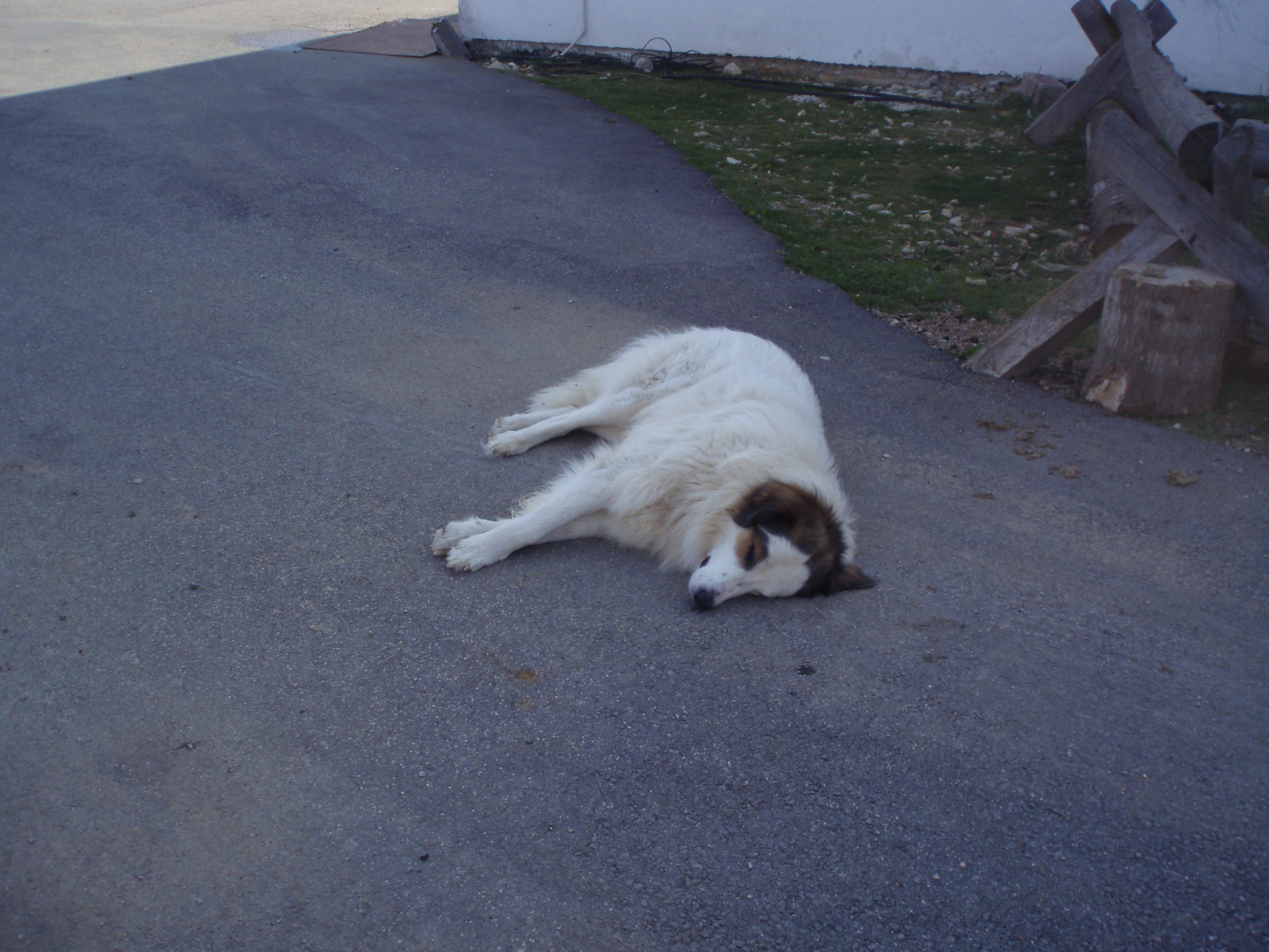 OLYMPUS DIGITAL CAMERA OLYMPUS DIGITAL CAMERA