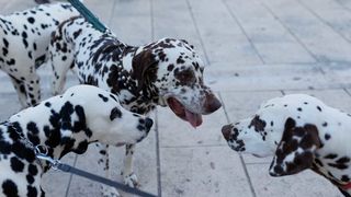 Red Carpet Dalmatian Walk @Trg pet bunara Red Carpet Dalmatian Walk @Trg pet bunara