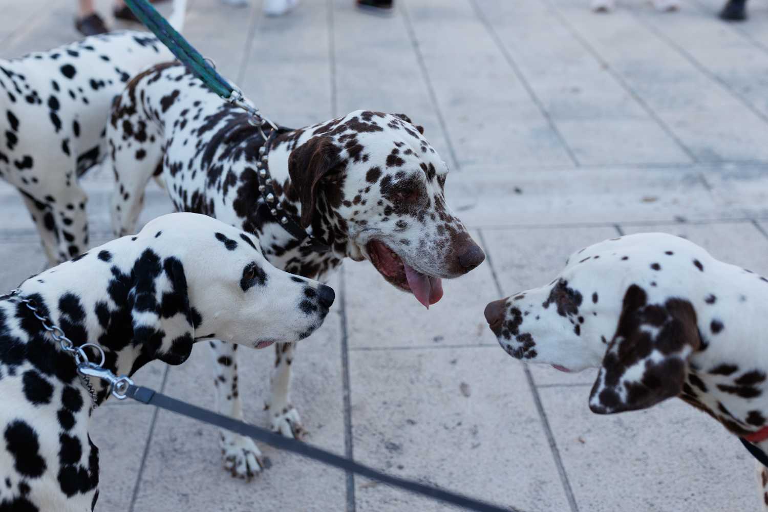 Red Carpet Dalmatian Walk @Trg pet bunara Red Carpet Dalmatian Walk @Trg pet bunara
