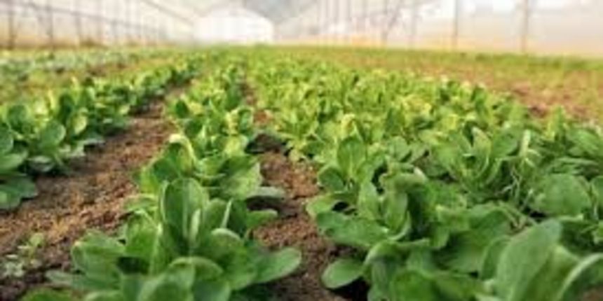 Poljoprivreda, foto:Promo Poljoprivreda, foto:Promo