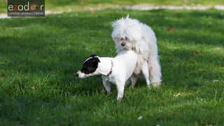 Đir po gradu, srijeda 14. veljače 2018.