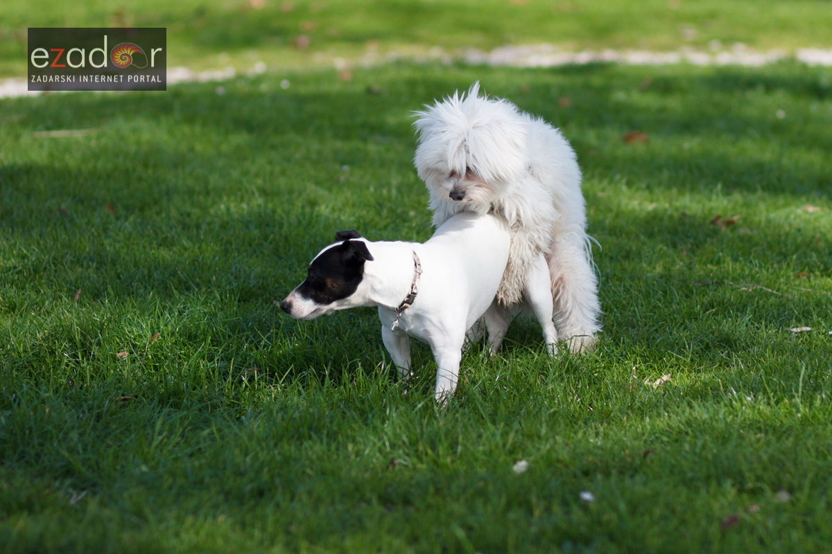 Đir po gradu, srijeda 14. veljače 2018.