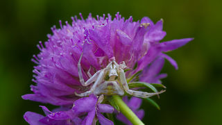 Cvijeće, bube, pauk, foto: Leo Banić