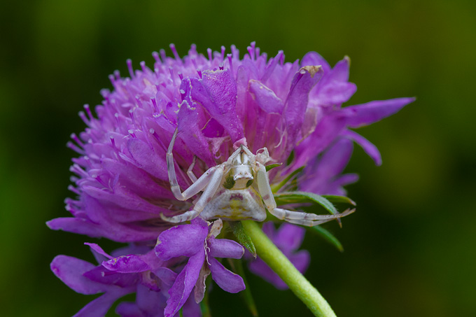 Cvijeće, bube, pauk, foto: Leo Banić
