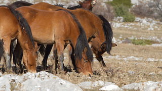 Velebitski divlji konji, Foto: Leo Banić