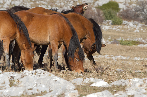 Velebitski divlji konji, Foto: Leo Banić