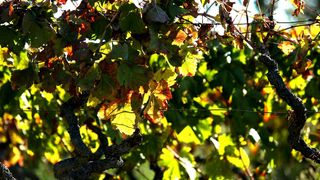 Boje jeseni u vinogradu Boje jeseni u vinogradu