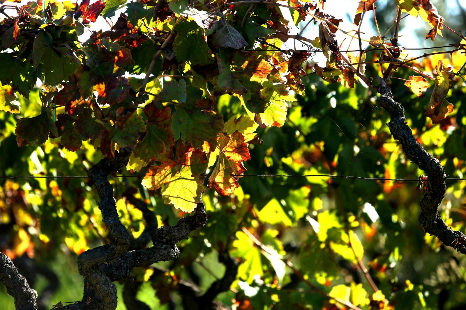Boje jeseni u vinogradu Boje jeseni u vinogradu