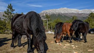 Veliko Rujno: Drago Krapić vlasnik je pedesetak konja koji obitavaju na velebitskim pašnjacima