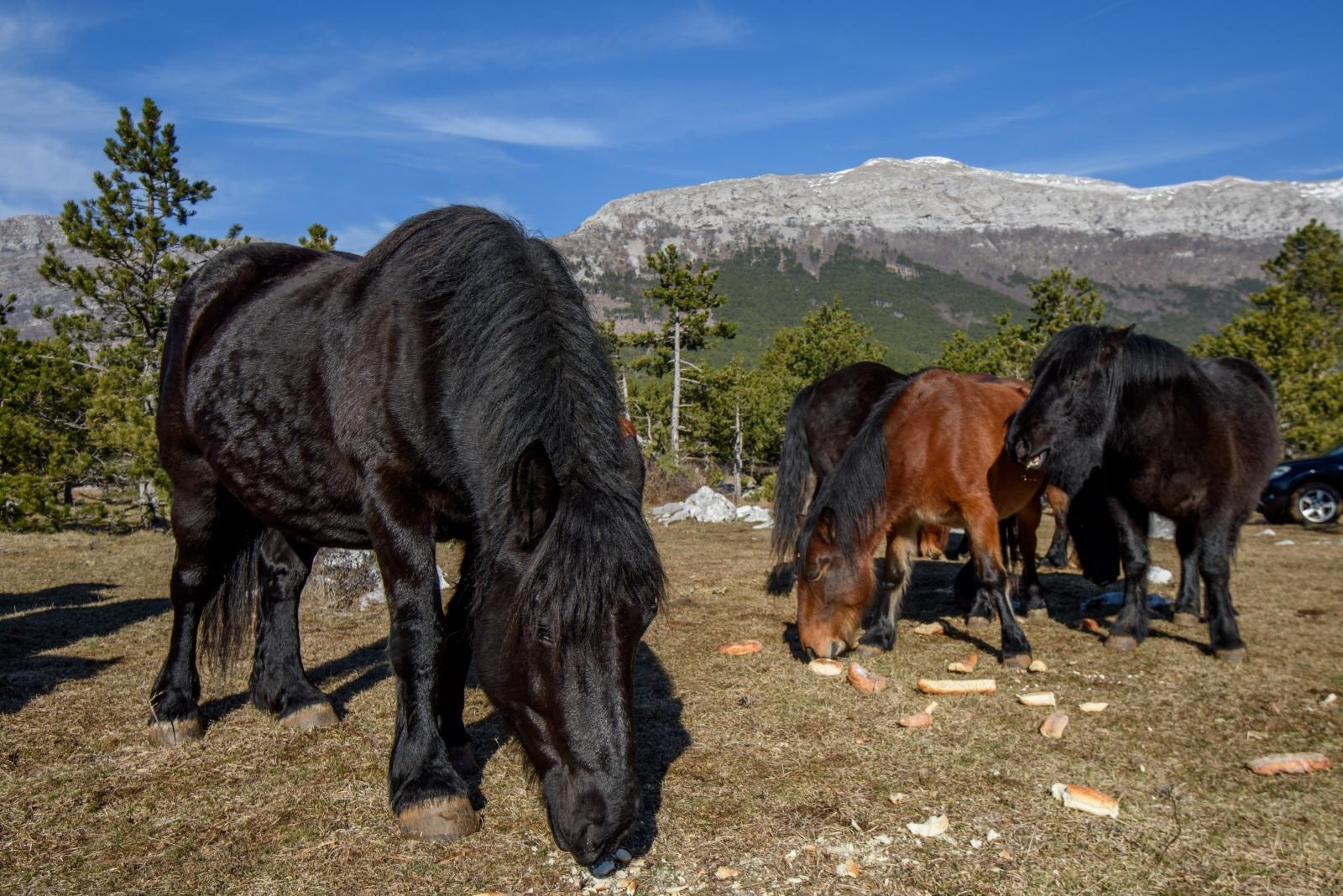 Veliko Rujno: Drago Krapić vlasnik je pedesetak konja koji obitavaju na velebitskim pašnjacima