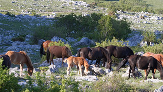 Velebitski divlji konji, Foto: Leo Banić