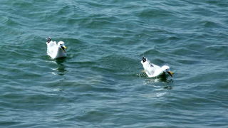 Južina u Zadru 18. ožujka 2012., Foto: Leonard Kvarantan Južina u Zadru 18. ožujka 2012., Foto: Leonard Kvarantan