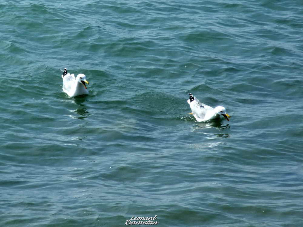 Južina u Zadru 18. ožujka 2012., Foto: Leonard Kvarantan Južina u Zadru 18. ožujka 2012., Foto: Leonard Kvarantan