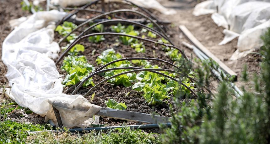 urbani vrtovi salata vrt