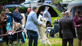 16. Međunarodna izložba pasa CACIB Zadar – Prvak prvaka 2016. 16. Međunarodna izložba pasa CACIB Zadar – Prvak prvaka 2016.