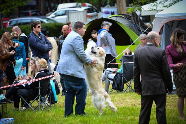 16. Međunarodna izložba pasa CACIB Zadar – Prvak prvaka 2016. 16. Međunarodna izložba pasa CACIB Zadar – Prvak prvaka 2016.