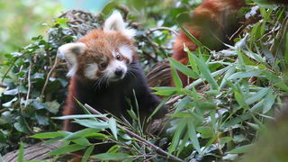 Zagreb, 201010.
Zoloski vrt.
Mladunci crvenih pandi vec se nekoliko dana mogu vidjeti ispred svoje nastambe u Zooloskom vrtu grada Zagreba.
Foto: Promocija Zoo vrt / CROPIX Zagreb, 201010.
Zoloski vrt.
Mladunci crvenih pandi vec se nekoliko dana mogu vidjeti ispred svoje nastambe u Zooloskom vrtu grada Zagreba.
Foto: Promocija Zoo vrt / CROPIX