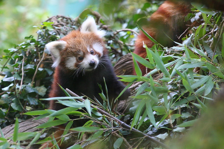 Zagreb, 201010.
Zoloski vrt.
Mladunci crvenih pandi vec se nekoliko dana mogu vidjeti ispred svoje nastambe u Zooloskom vrtu grada Zagreba.
Foto: Promocija Zoo vrt / CROPIX Zagreb, 201010.
Zoloski vrt.
Mladunci crvenih pandi vec se nekoliko dana mogu vidjeti ispred svoje nastambe u Zooloskom vrtu grada Zagreba.
Foto: Promocija Zoo vrt / CROPIX