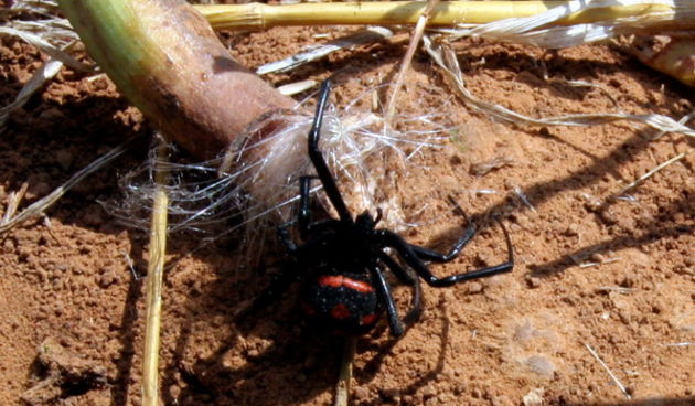 Polaca, 170709.
Vito Bobanovic iz Polace na svojoj njivi, u samo jedno jutro pronasao je 39 crnih udovica ispod bala pokosenog sijena kada ih je htio ukrcati na traktor.
Na fotografiji: crna udovica.
Foto: Branislav Grgurovic / CROPIX