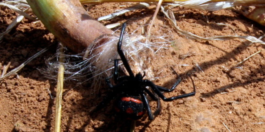 Polaca, 170709.
Vito Bobanovic iz Polace na svojoj njivi, u samo jedno jutro pronasao je 39 crnih udovica ispod bala pokosenog sijena kada ih je htio ukrcati na traktor.
Na fotografiji: crna udovica.
Foto: Branislav Grgurovic / CROPIX