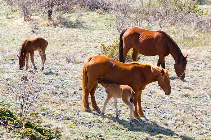 Divlji konji na Velebitu, foto: Leo Banić